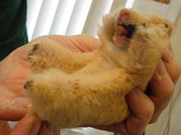 Hamster
