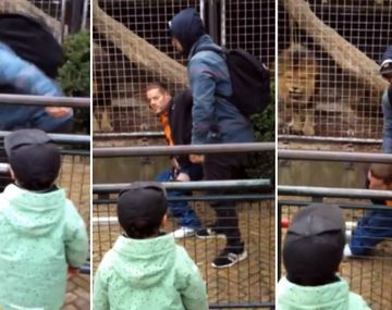 Un hombre molestó a unos leones en un zoo de Holanda