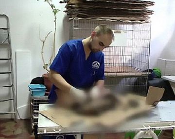 Crueldad sin límites con cuatro perros