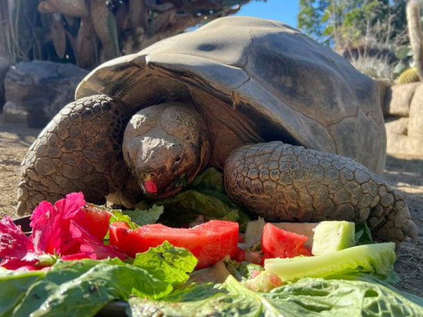 Murió Gramma, la tortuga de Galápagos que vivió 141 años