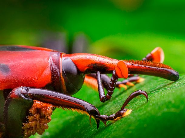 Picudo Rojo de las Palmeras