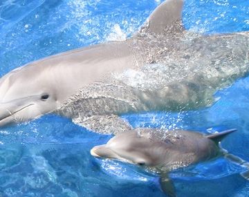 Una pareja tendrá como asistentes del parto a un grupo de delfines