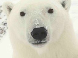 Oso polar