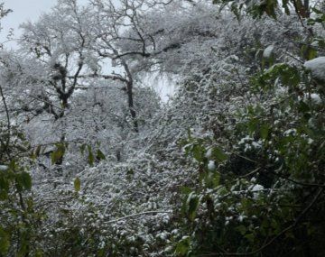 VIDEO: Así nevó en varias ciudades de la provincia de Salta