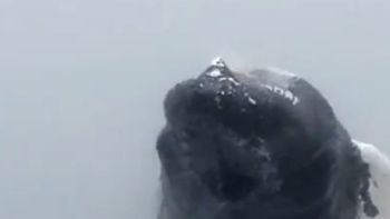 un turista filmo el impresionante salto de una ballena un turista filmo el impresionante salto de una ballena