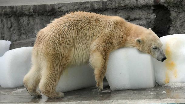 El oso polar intenta sobrevivir a los 40 grados en Budapest