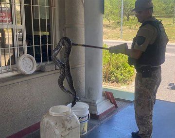 Hallaron una boa de dos metros en la entrada de un country
