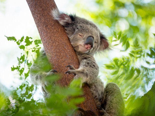 Australia: el koala está en peligro de extinción