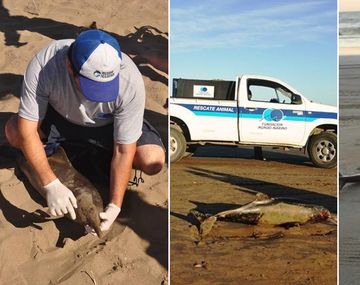 Aparecieron 23 delfines muertos en la Costa