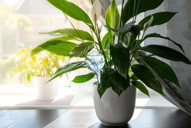 Las plantas recomendadas por la NASA para purificar el aire de la casa.