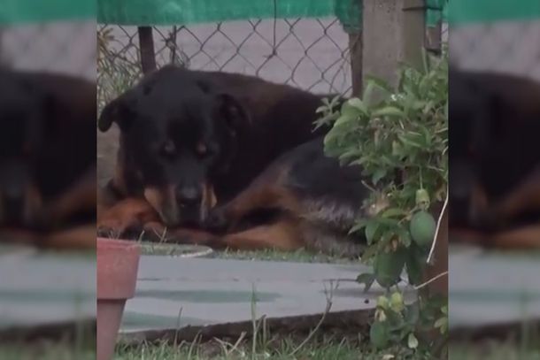 ¡Toda una heroína! Una perra salvó a su familia de una entradera en La Plata