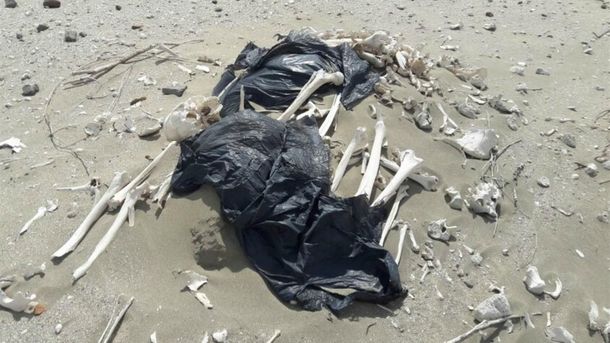 Algunos de los huesos hallados en Península Valdés