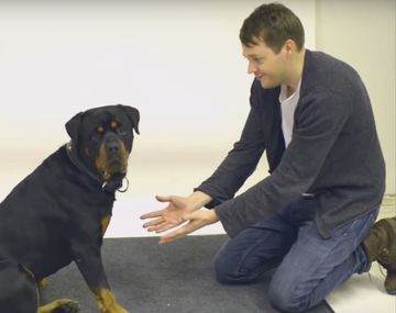 Así reaccionan los perros ante trucos de magia