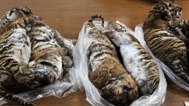 Detuvieron a un hombre  que viajaba con siete tigres congelados en el baúl