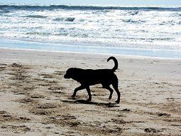 Mar del Plata: advierten por nuevos ataques graves de perros sueltos