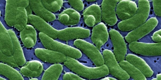 Bacteria Vibrio vulnificus