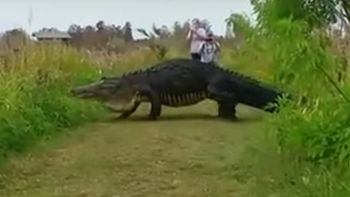 Un cocodrillo soprendió a turistas en un parque de Estados Unidos Un cocodrillo soprendió a turistas en un parque de Estados Unidos