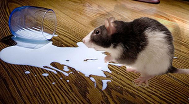 Ratamilk