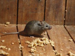 confirman muerte por hantavirus en bariloche: activan protocolo sanitario confirman muerte por hantavirus en bariloche: activan protocolo sanitario