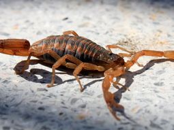El nene fue picado en el cuello por el alacrán El nene fue picado en el cuello por el alacrán