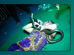 murio una cantante sobre el escenario tras ser mordida por una serpiente venenosa murio una cantante sobre el escenario tras ser mordida por una serpiente venenosa