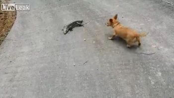 perro vs lagartija: mira la terrible pelea entre los dos animales perro vs lagartija: mira la terrible pelea entre los dos animales