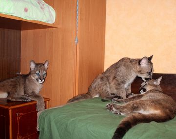 Una mujer vive con tres pumas en un departamento