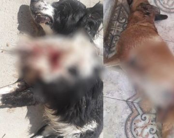 Intensa búsqueda del francotirador canino: asesinó a dos perros a metros de la comisaría