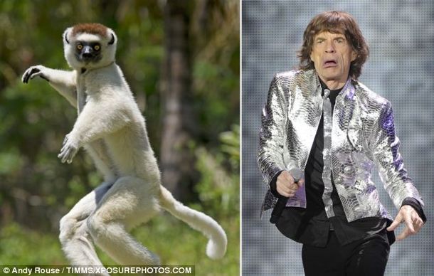 Un animal copió todos los movimientos de Mick Jagger al bailar