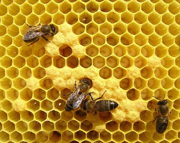 Murió al tratar de masturbarse con un panal de abejas