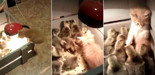 Mirá cómo un grupo de pollitos acosa a un gato