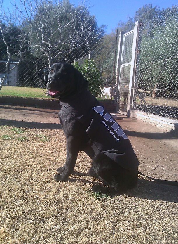 El perro argentino que buscará evasores en Cuba