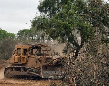 Alerta por la deforestación en el Gran Chaco: la grave situación en Argentina 