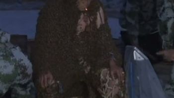 soporto mas de un millon de abejas soporto mas de un millon de abejas