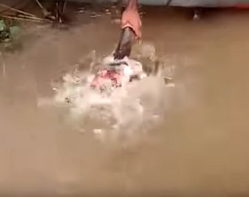 Alimenta pirañas con sus propias manos