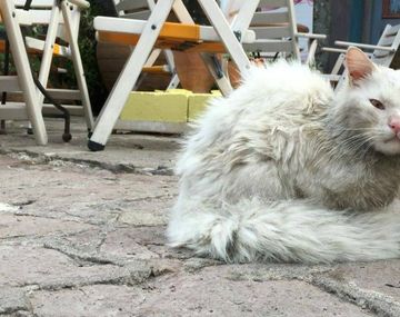 Buscan a familia de gato que viajó como refugiado