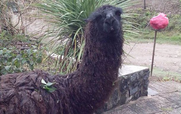 Una llama maleducada genera preocupación en Villa Carlos Paz