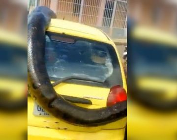 Cazaron una anaconda gigante cuyo cuerpo cubría un auto entero