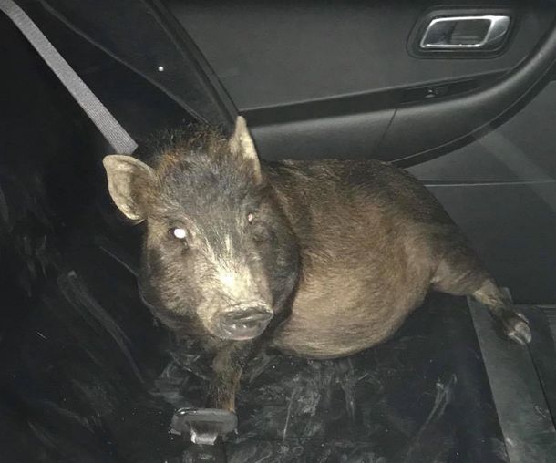 No sé qué hacer: el pedido de auxilio de un hombre porque un cerdo lo perseguía