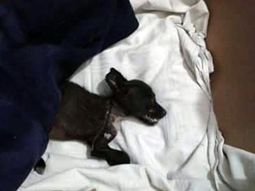 Angelita tiene 45 días