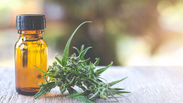 Presentan proyecto para crear el Registro Provincial del Cannabis y la Agencia Provincial de Cannabis