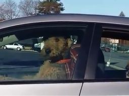 fue a hacer unos mandados, dejo a los perros en el auto y mira lo que paso fue a hacer unos mandados, dejo a los perros en el auto y mira lo que paso