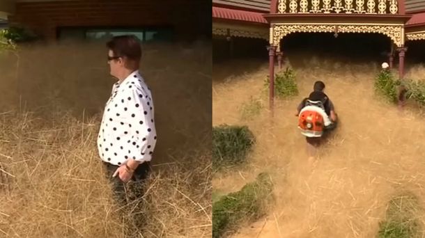 Pánico peludo, la extraña maleza que vuelve locos a los australianos