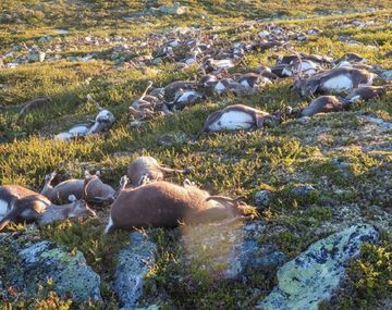 Un rayo mató a más de 300 renos en Noruega