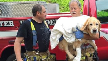 figo, el heroico lazarillo que salvo a su duena figo, el heroico lazarillo que salvo a su duena