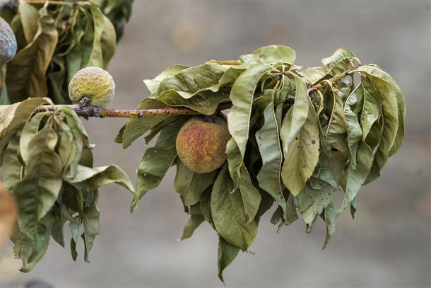El sector frutícola y citrícola del Uruguay es unos de los más afectados por la pandemia.
