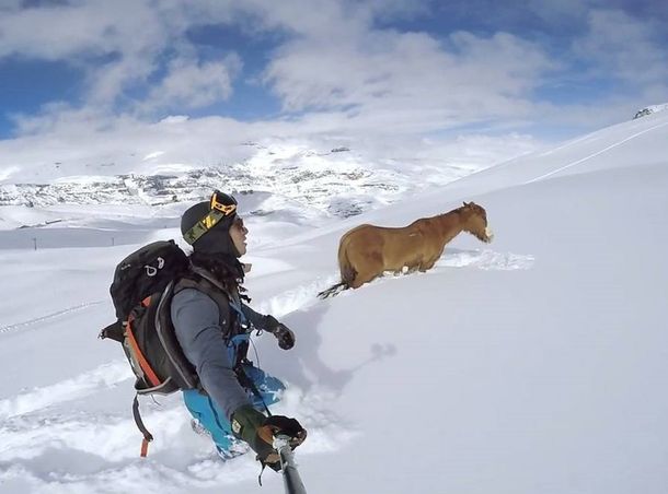 VIDEO: emocionante rescate de un caballo que llevaba 4 días atascado en la nieve