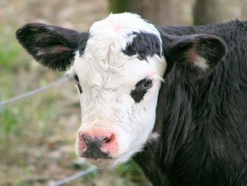 Vaca