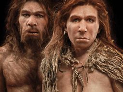 El ADN heredado del Neandertal puede provocar manifestaciones m&aacute;s graves de coronavirus