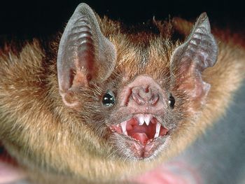 Murciélago vampiro